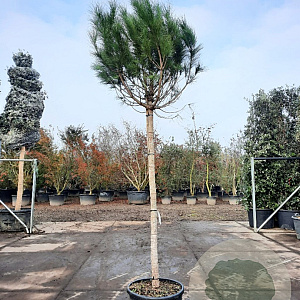 Pinus pinea 160 cm stam container 16-18