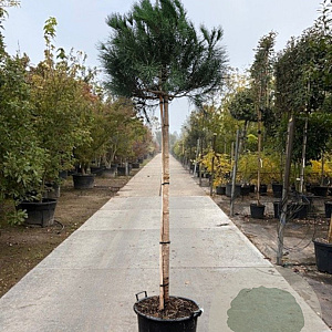 Pinus pinea 160 cm stam container 18-20