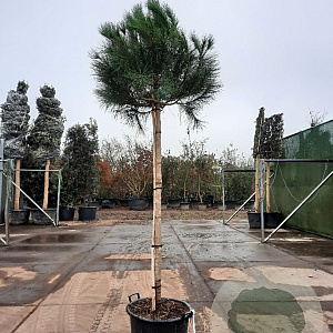 Pinus pinea 160 cm stam container 18-20