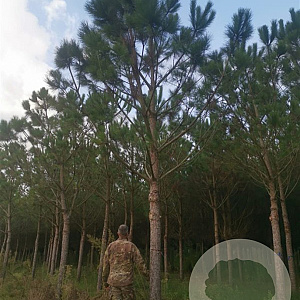 Pinus pinea 60-70 cm container