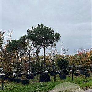 Pinus pinea 60-70 cm container