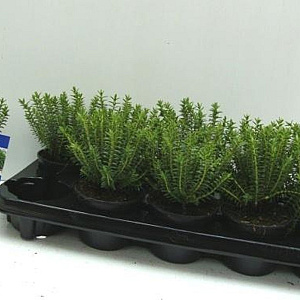 Hebe odora 'New Zealand Gold' 10-15 cm C1