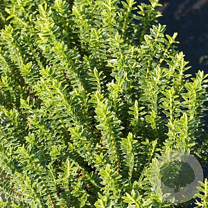 Hebe odora 'New Zealand Gold' 10-15 cm C1