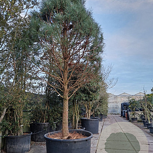Pinus ponderosa 100 cm stam container 50-60