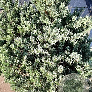 Pinus sylv. 'Watereri' 100-125 cm container meerstammig