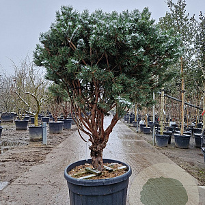 Pinus sylv. 'Watereri' 125-150 cm container paraplu