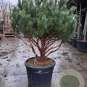 Pinus sylv. 'Watereri' 125-150 cm container paraplu