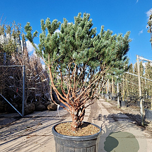 Pinus sylv. 'Watereri' 140-160 cm container paraplu extra