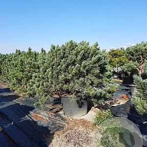 Pinus sylv. 'Watereri' 140-160 cm container paraplu extra