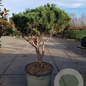 Pinus sylv. 'Watereri' 140-160 cm container paraplu extra
