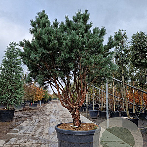 Pinus sylv. 'Watereri' 175-200 cm cont. 175L piramide