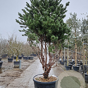 Pinus sylv. 'Watereri' 250-300 cm cont. 230L paraplu