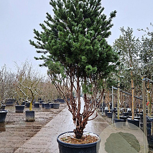 Pinus sylv. 'Watereri' 250-300 cm cont. 230L paraplu