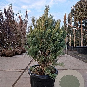 Pinus sylv. 'Watereri' 70-80 cm 30L