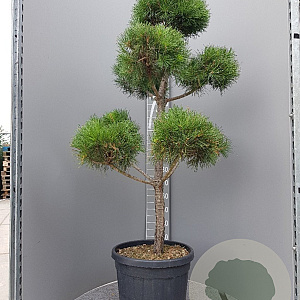 Pinus sylvestris 140-160 cm container bonsai