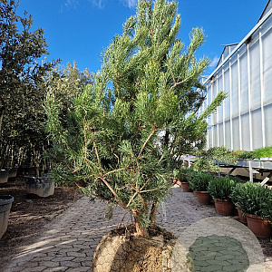 Pinus sylvestris 150-175 cm draadkluit meerstammig