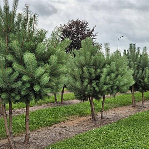 Pinus sylvestris 200-250 cm draadkluit meerstammig