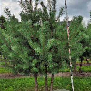 Pinus sylvestris 200-250 cm draadkluit meerstammig