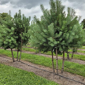 Pinus sylvestris 200-250 cm draadkluit meerstammig