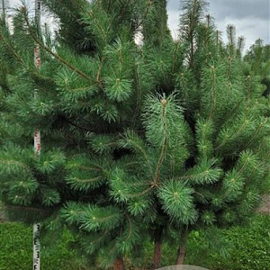 Pinus sylvestris 200-250 cm draadkluit meerstammig