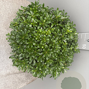 Pittosporum tob. 'Nanum' GM 25L
