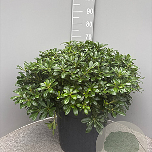 Pittosporum tob. 'Nanum' GM 25L