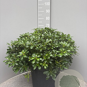 Pittosporum tob. 'Nanum' GM 25L