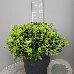 Pittosporum tob. 'Nanum' GM 25L