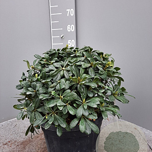 Pittosporum tob. 'Nanum' GM C6L