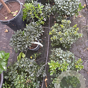Pittosporum tob. 'Nanum' GM C6L
