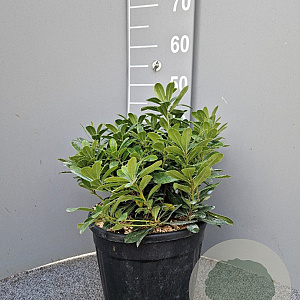 Pittosporum tob. 'Nanum' GM C6L