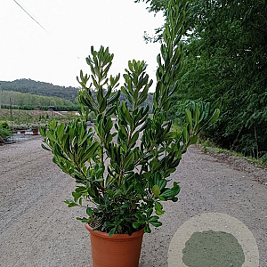Pittosporum tobira 60-80 cm 10L