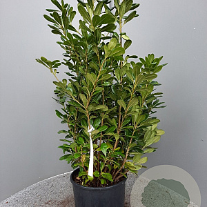 Pittosporum tobira 60-80 cm 10L