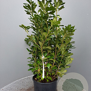 Pittosporum tobira 60-80 cm 10L