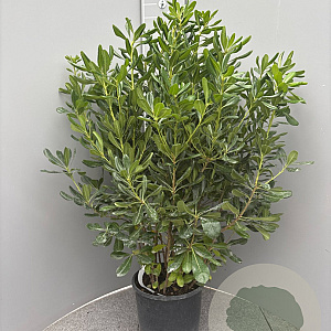 Pittosporum tobira 70-90 cm 10L