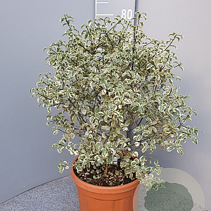 Pittosporum ten. 'Silver Queen' GM 30L