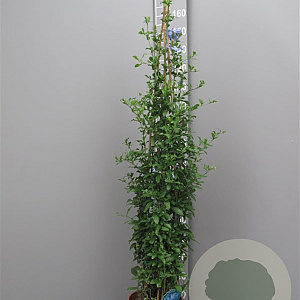 Plumbago auriculata 'Azur' 150 cm plantdiepte M28