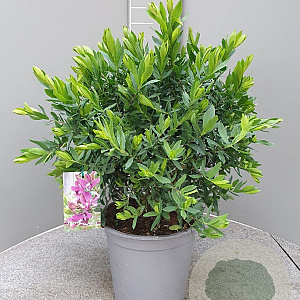 Polygala myrtifolia GM C6L