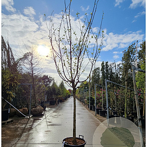 Prunus armeniaca 100 cm stam container 16-18