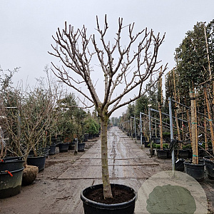 Prunus domestica 100 cm stam container 25-30
