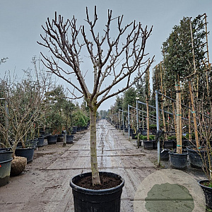 Prunus domestica 100 cm stam container 25-30