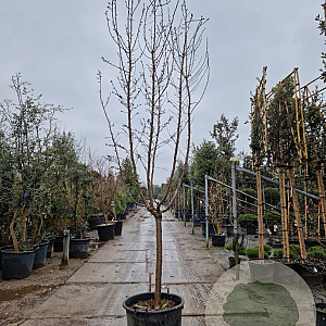 Prunus dulcis 100 cm stam container 18-20