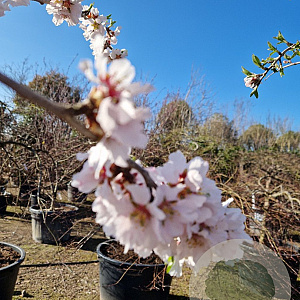 Prunus dulcis 100 cm stam container 18-20