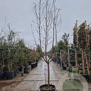 Prunus dulcis 100 cm stam container 18-20