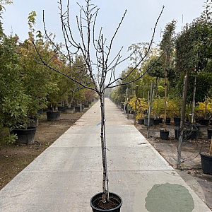 Prunus dulcis 150 cm stam container 10-12 leiboom