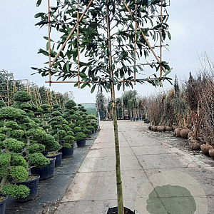 Prunus l. 'Caucasica' 180 cm stam container 12-14 leiboom