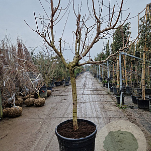 Prunus persica 100 cm stam container 25-30
