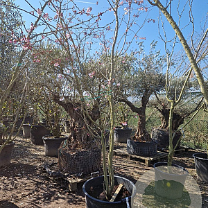 Prunus subh. 'Autumnalis Rosea' 300-350 cm container meerstammig