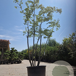 Prunus subh. 'Autumnalis Rosea' 550-600 cm container meerstammig