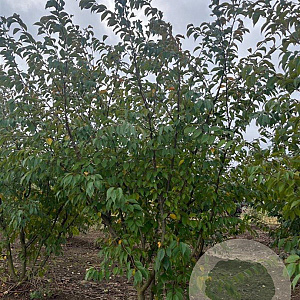 Prunus subh. 'Autumnalis' 200-250 cm draadkluit meerstammig